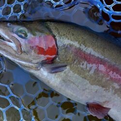 午後は絶好調！ ～岡崎トラウトポンド～